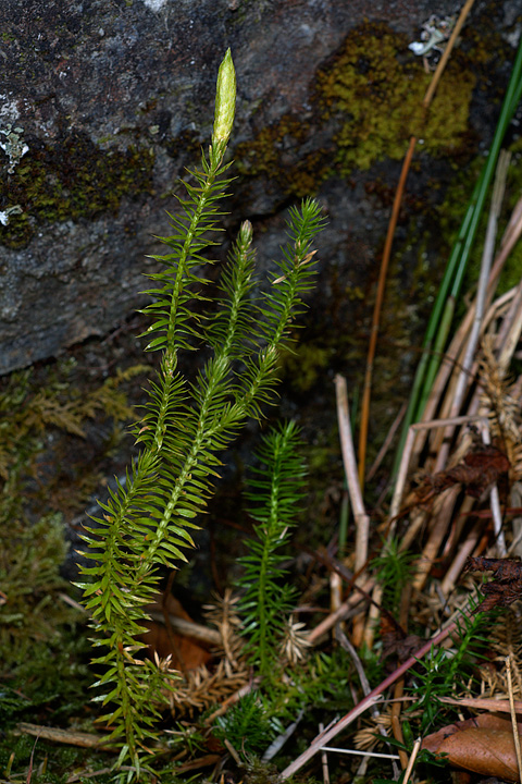 Lycopodium annotinum / Licopodio annotino